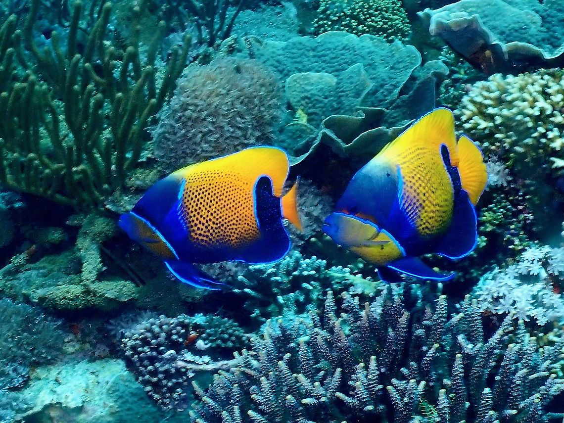 Bluegirdle Angelfish - Pomacanthus navarchus Yellow-orange with blue spots and blue lips; deep blue broad girdl wraps body from nape to ventral fins along belly and curving up to above base of tail. Angelfish,Bluegirdle Angelfish,Fish,Indonesia,Komodo,Pomacanthus navarchus