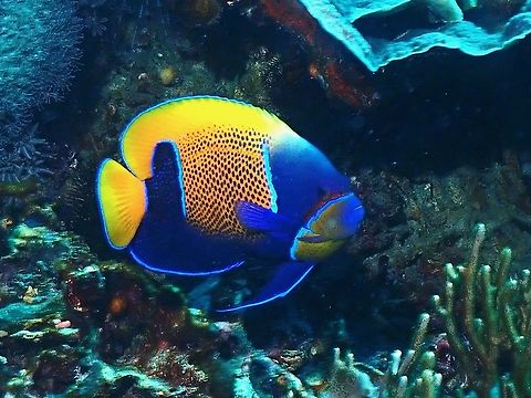 Pretty Angel  Angelfish,Bluegirdle Angelfish,Fish,Indonesia,Komodo,Pomacanthus navarchus