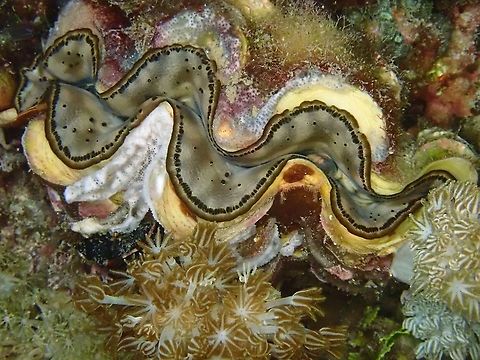 Small Giant A Contradiction in its name, this Maxima Clam is also known as Small Giant Clam because its max size is up to 20 cm whereas the biggest of the Giant Clam species can be up to 1.2 meters and weighing up to 200 kgs! Clam,Giant Clam,Indonesia,Komdo,Maxima clam,Small Giant Clam,Tridacna maxima