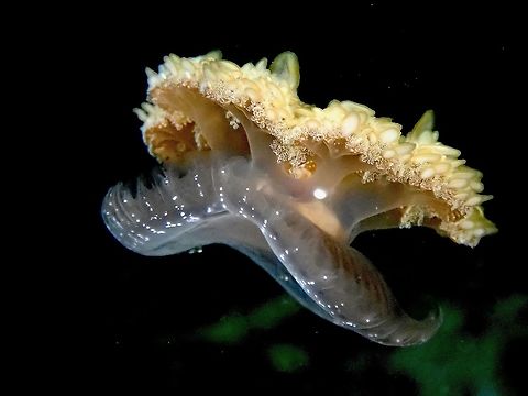 Upside Down Jellyfish - Cassiopea sp  Cassiopea,Cassiopea sp,Indonesia,Jellyfish,Komodo,Upside Down Jellyfish