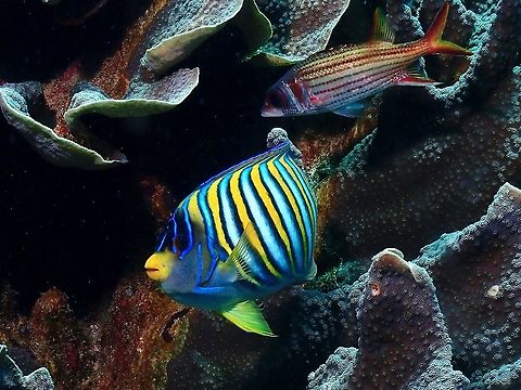 Regal Angelfish - Pygoplites diacanthus  Angelfish,Fish,Indonesia,Komodo,Pygoplites diacanthus,Regal Angelfish,Royal angelfish