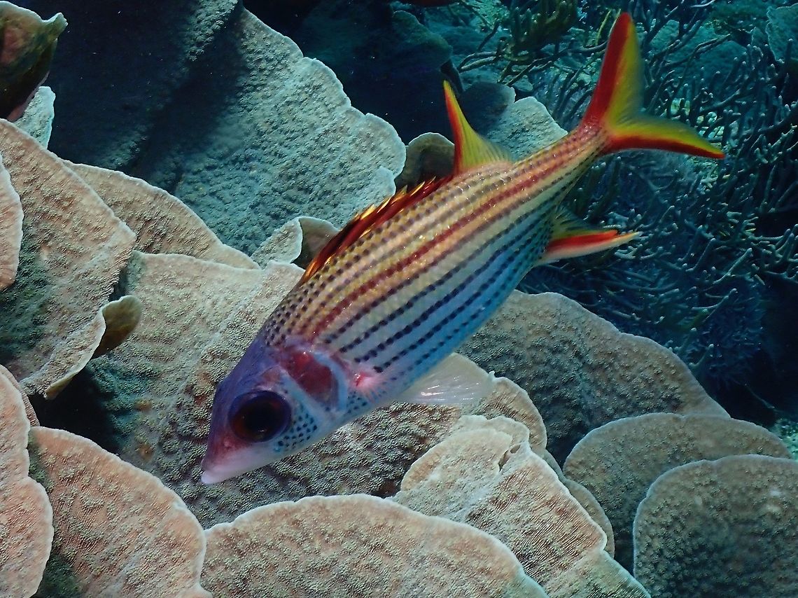 Spotfin Squirrelfish - Neoniphon sammara  Fish,Indonesia,Komodo,Neoniphon sammara,Sammara Squirrelfish,Spotfin Squirrelfish,Squirrelfish