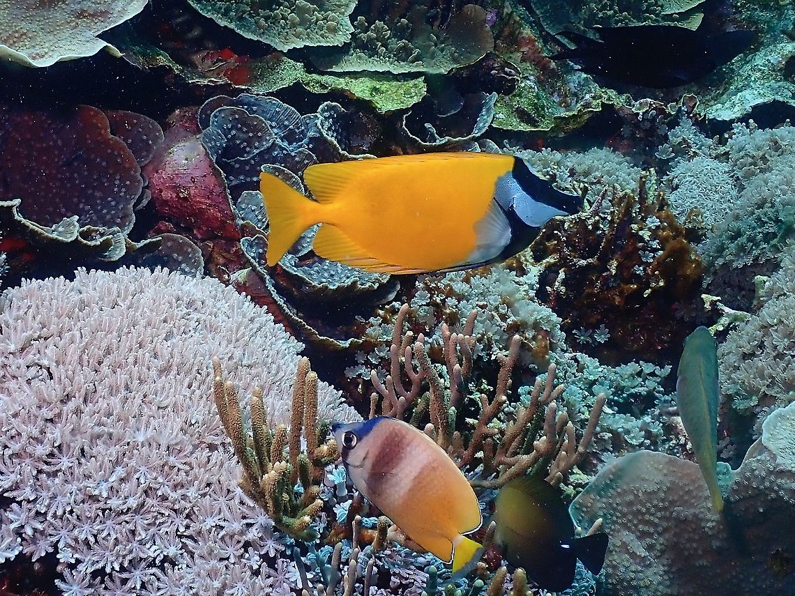 Foxface  Fish,Foxface,Foxface Rabbitfish,Indonesia,Komodo,Rabbitfish,Siganus vulpinus