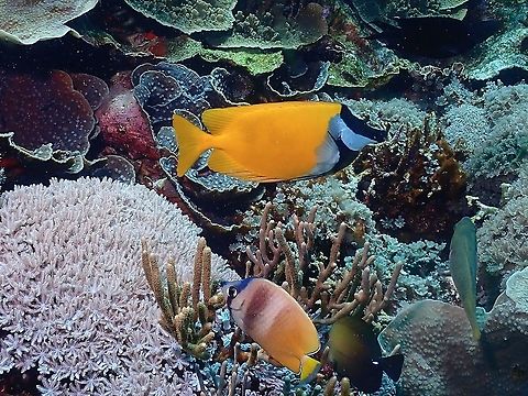 Foxface  Fish,Foxface,Foxface Rabbitfish,Indonesia,Komodo,Rabbitfish,Siganus vulpinus