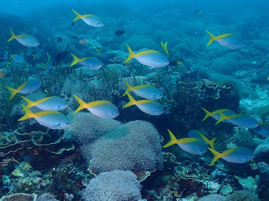 Blue and Yellow Fusilier - Caesio teres  Blue and Yellow Fusilier,Caesio teres,Fish,Fusilier,Indonesia,Komodo