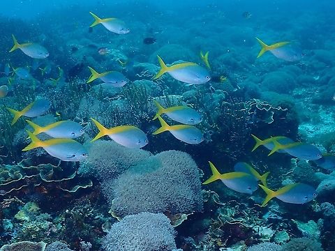 Blue and Yellow Fusilier - Caesio teres  Blue and Yellow Fusilier,Caesio teres,Fish,Fusilier,Indonesia,Komodo