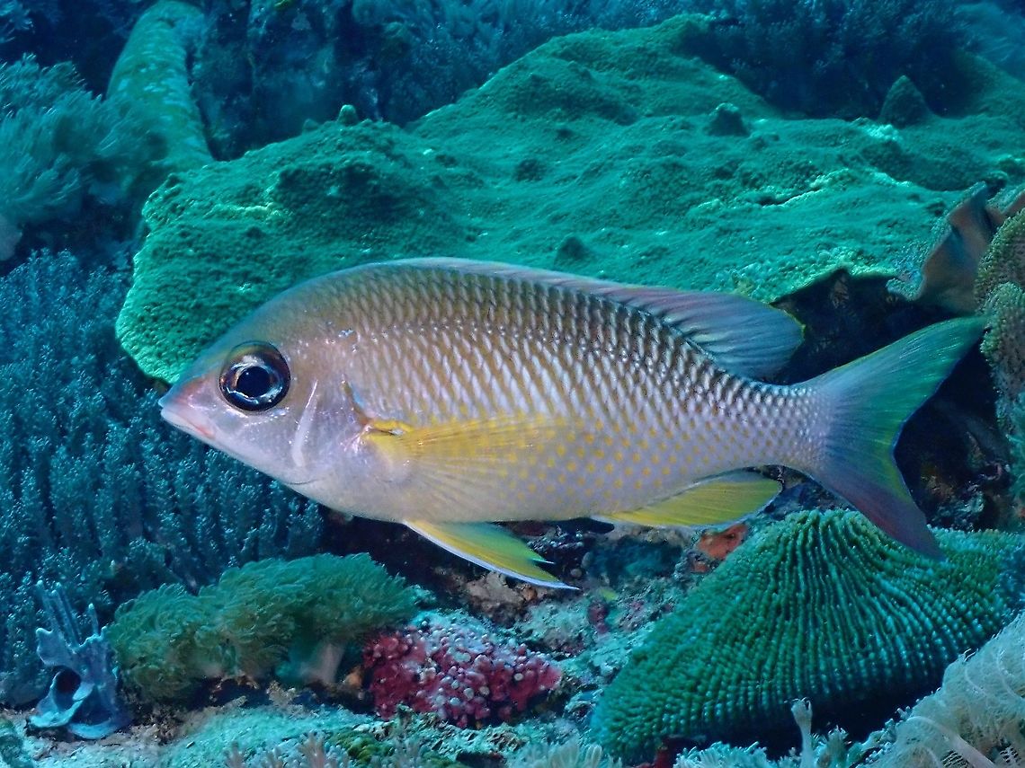 Pearly Monocle Bream - Scolopsis margaritifera  Bream,Fish,Indonesia,Komodo,Monocle Bream,Pearly Monocle Bream,Scolopsis margaritifera