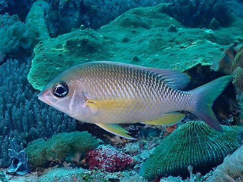 Pearly Monocle Bream - Scolopsis margaritifera  Bream,Fish,Indonesia,Komodo,Monocle Bream,Pearly Monocle Bream,Scolopsis margaritifera