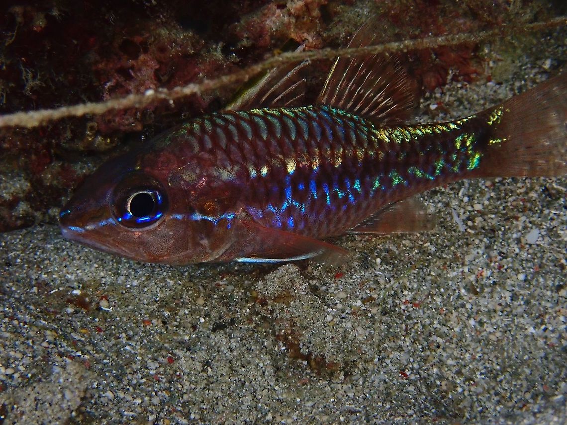 Iridescent Cardinalfish - Pristiapogon kallopterus  Cardinalfish,Fish,Indonesia,Iridescent Cardinalfish,Komodo,Pristiapogon kallopterus