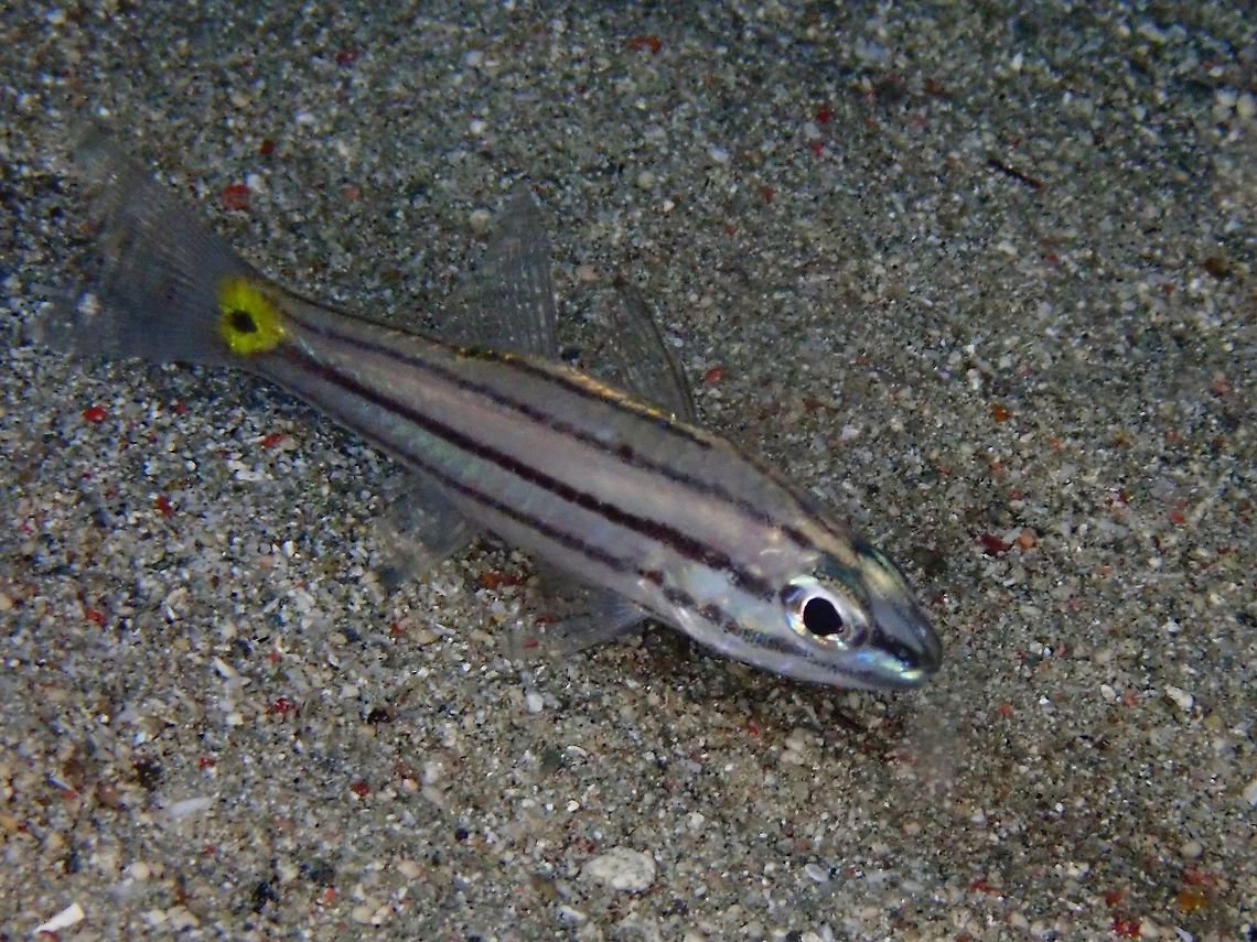 Cardinalfish - Cheilodipterus sp It could be either Cheilodipterus quinquelineatus or  Cheilodipterus isostigmus, both have very similar features; 5 black stripes and black spot on the tail base. Cardinalfish,Cheilodipterus,Cheilodipterus sp,Fish,Indonesia,Komodo