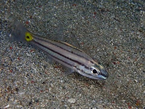 Cardinalfish - Cheilodipterus sp It could be either Cheilodipterus quinquelineatus or  Cheilodipterus isostigmus, both have very similar features; 5 black stripes and black spot on the tail base. Cardinalfish,Cheilodipterus,Cheilodipterus sp,Fish,Indonesia,Komodo