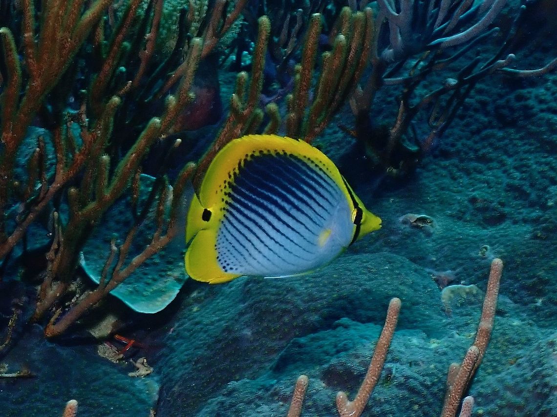 Spot-Tailed Butterflyfish -  Chaetodon ocellicaudus  Butterflyfish,Chaetodon ocellicaudus,Fish,Indonesia,Komodo,Spot-Tailed Butterflyfish