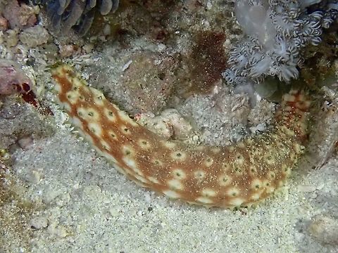 Light-Spotted Sea Cucumber - Holothuria hilla  Holothuria hilla,Indonesia,Komodo,Light-Spotted Sea Cucumber,Sea Cucumber