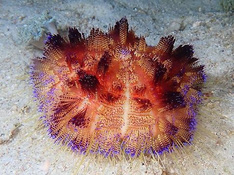 Fire Urchin - Asthenosom varium  Asthenosoma varium,Fire Urchin,Indonesia,Komodo