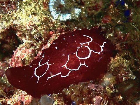 Forssk&aring;l's Pleurobranch - Pleurobranch forskalii  Forssk&aring;l's Pleurobranch,Indonesia,Komodo,Pleurobranch,Pleurobranchus forskalii