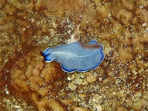 Elegant-Striped Flatworm - Pseudoceros concinnus  Elegant-Striped Flatworm,Flatworm,Indonesia,Komodo,Pseudoceros concinnus