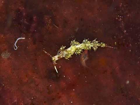 Nudibranch - Cratena simba This Nudibranch is around 1 cm in length. Cratena simba,Indonesia,Komodo,Nudibranch