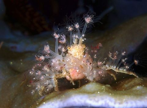 3-in-1 This small sized Soft Corals Spider Crab - Achaeus spinosus has attached tiny sized stinging anemone on her body and legs and there were tiny Amphipods (Lady Bugs) among the tiny anemone. Achaeus spinosus,Crab,Decorator Crab,Indonesia,Komodo,Soft Coral Spider Crab,Spider Crab