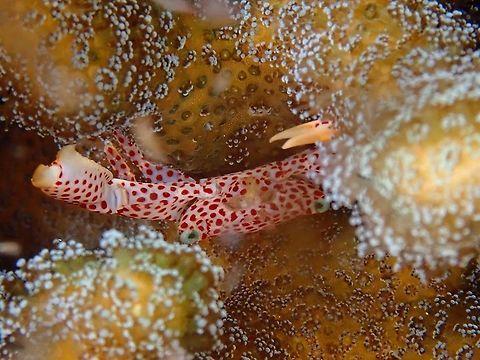 Rust-Spotted Guard Crab - Trapezia rufopunctata  Crab,Guard Crab,Indonesia,Komdo,Rust-Spotted Guard Crab,Trapezia rufopunctata