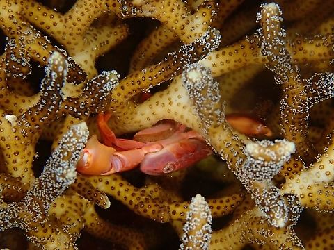 Red-Dotted Guard Crab - Trapezia cymodoce  Crab,Guard Crab,Indonesia,Komodo,Red Coral Crab,Red-Dotted Guard Crab,Trapezia cymodoce