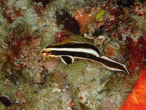 Juvenile Striped Sweetlips - Plectorhinchus lessonii Yellow to pale yellow undercolor; black stripes fun from above eye onto soft dorsal fin, and wide black stripe from eye through tail, pectoral fins and dark with pale yellow borders. Fish,Indonesia,Komodo,Plectorhinchus lessonii,Striped Sweetlips,Sweetlips