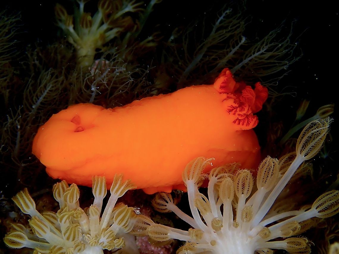 Gymnodoris inornata Ranges in colour from translucent yellow to deep reddish orange with slightly raised darker coloured pustules. Gills are numerous and short, forming a complete ring. Voracious feeder on other nudibranchs.<br />
<br />
Nudibranch from the genus Gymnodoris are known to feeds on other Nudibranch. Gymnodoris inornata,Indonesia,Komodo,Nudibranch