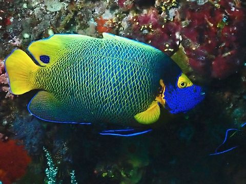 Blueface Angelfish - Pomacanthus xanthometopon  Angelfish,Blueface Angelfish,Fish,Indonesia,Komodo,Pomacanthus xanthometopon,Yellowface angelfish