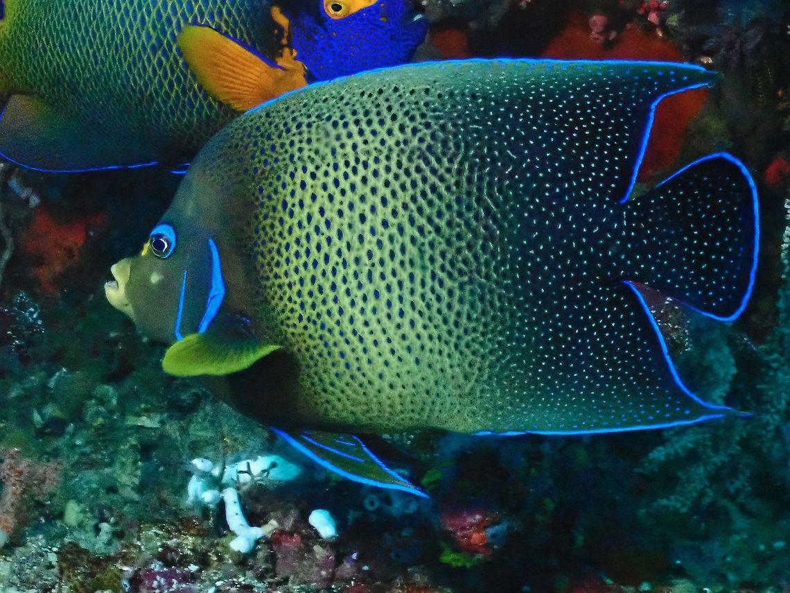 Semicircle Angelfish - Pomacanthus semicirculatus  Angelfish,Fish,Indonesia,Komodo,Pomacanthus semicirculatus,Semicircle angelfish