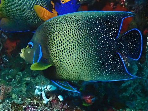 Semicircle Angelfish - Pomacanthus semicirculatus  Angelfish,Fish,Indonesia,Komodo,Pomacanthus semicirculatus,Semicircle angelfish