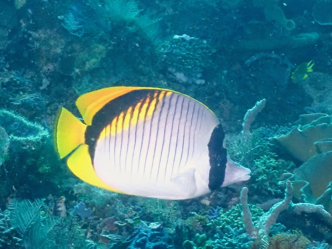 Lined Butterflyfish - Chaetodon lineolatus  Butterflyfish,Chaetodon lineolatus,Fish,Indonesia,Komodo,Lined butterflyfish