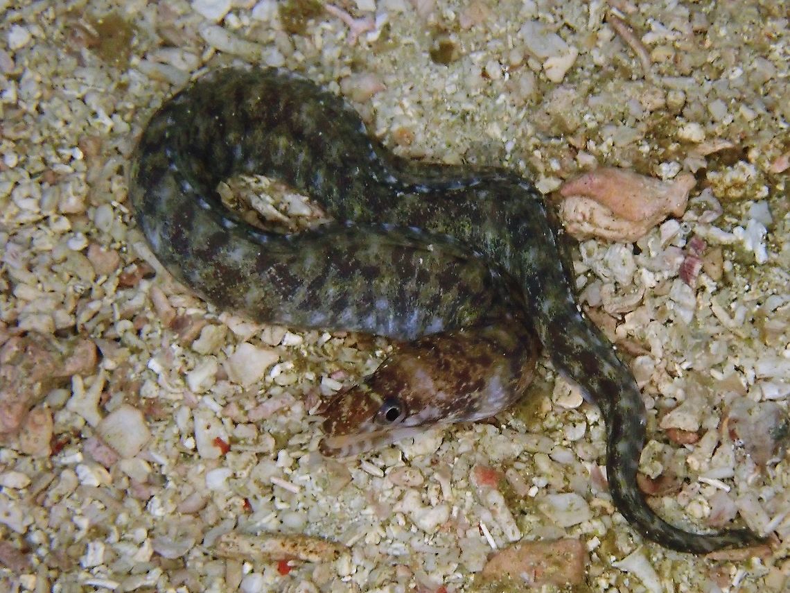 Whitelip Moray - Gymnothorax chilospilus  Gymnothorax chilospilus,Indonesia,Komodo,Moray,Moray Eel,Whitelip Moray