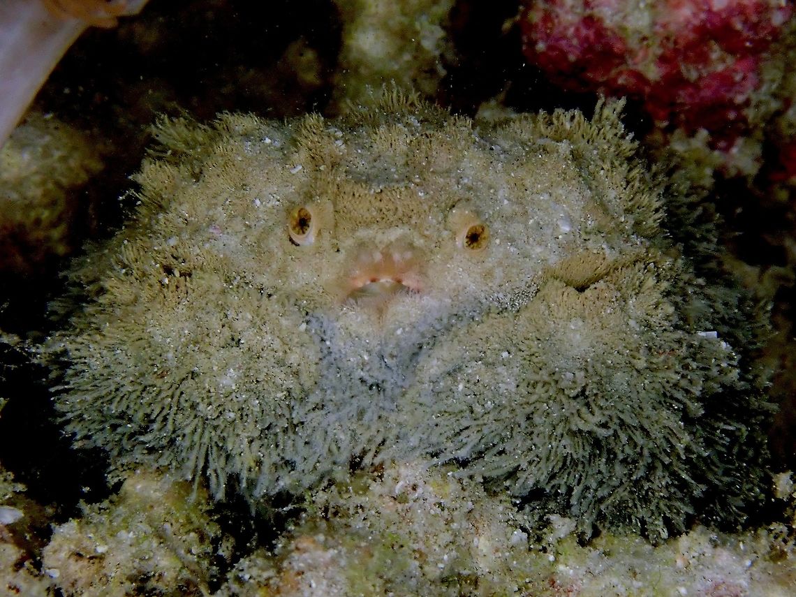 Sad Teddy :( Common Hairy Crab - Pilumnus vespertilio, sometimes wrongly referred to Teddy Bear Crab (a smaller and rarer crab).  This one was quite large, around 8-10 cm in size. Common Hairy Crab,Crab,Hairy Crab,Indonesia,Komodo,Pilumnus vespertilio