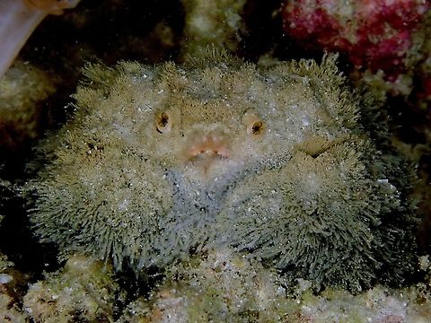Sad Teddy :( Common Hairy Crab - Pilumnus vespertilio, sometimes wrongly referred to Teddy Bear Crab (a smaller and rarer crab).  This one was quite large, around 8-10 cm in size. Common Hairy Crab,Crab,Hairy Crab,Indonesia,Komodo,Pilumnus vespertilio
