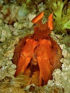 Golden Mantis Shrimp - Lysiosquilloides mapia  Golden Mantis Shrimp,Indonesia,Komodo,Lysiosquilloides mapia,Mantis Shrimp