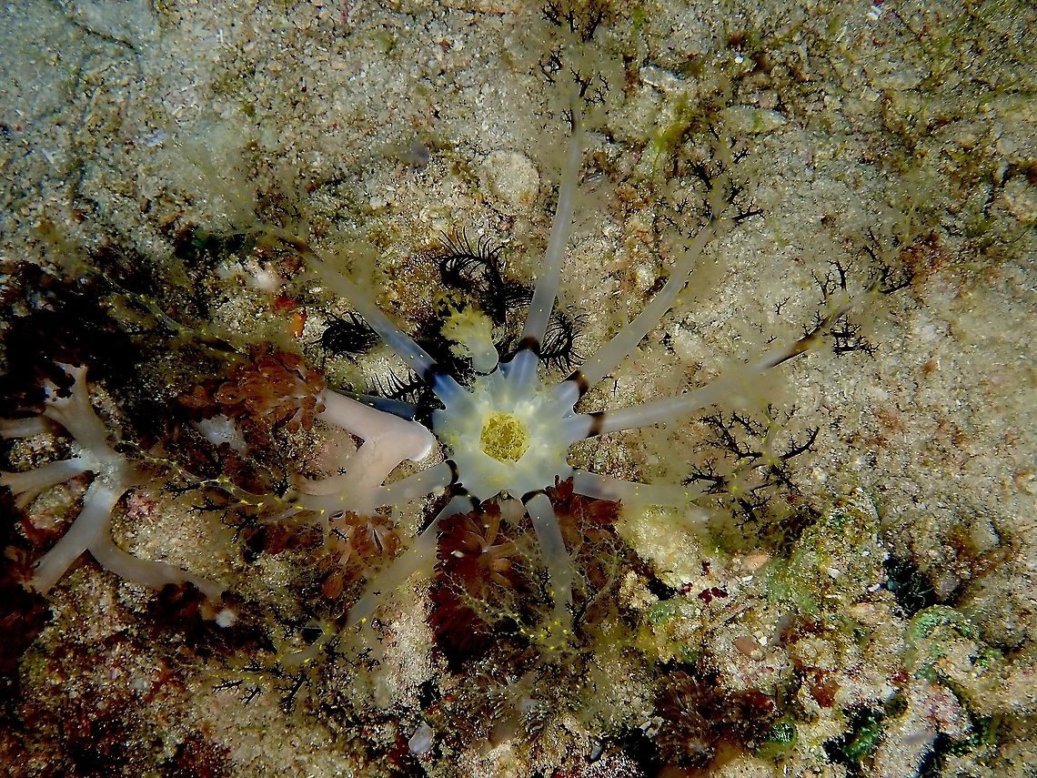 Large Burrowing Sea Cucumber - Massinium magnum  Burrowing Sea Cucumber,Indonesia,Komodo,Large Burrowing Sea Cucumber,Massinium magnum,Sea Cucumber