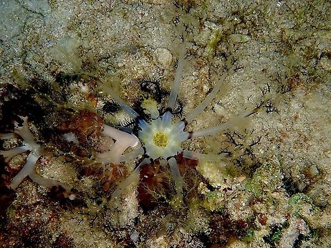 Large Burrowing Sea Cucumber - Massinium magnum  Burrowing Sea Cucumber,Indonesia,Komodo,Large Burrowing Sea Cucumber,Massinium magnum,Sea Cucumber