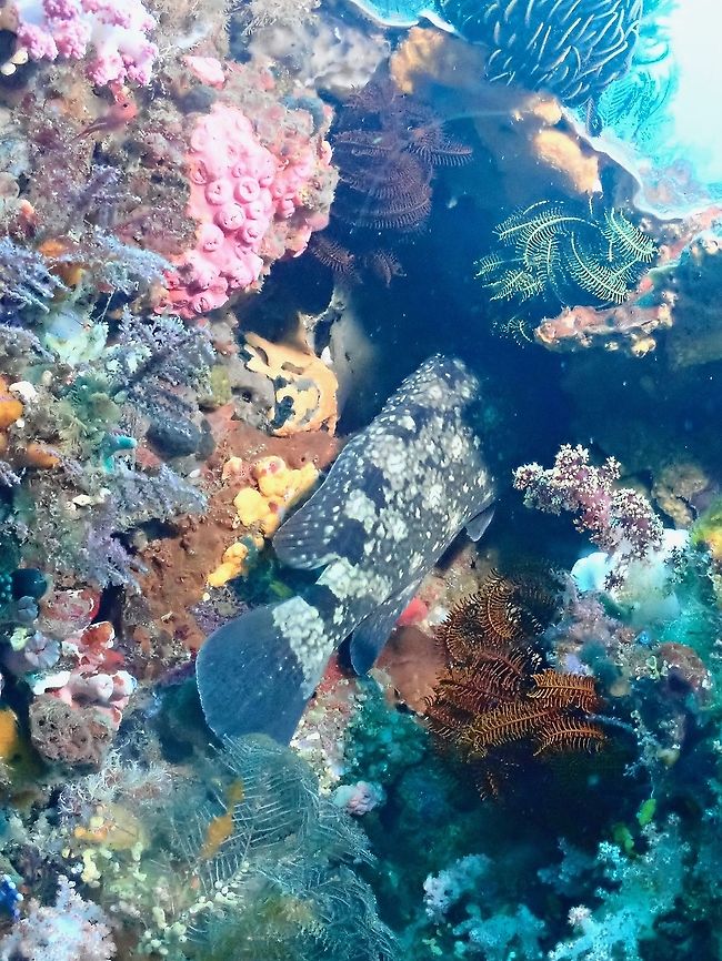 Whitespot Grouper - Epinephelus coeruleopunctatus  Epinephelus coeruleopunctatus,Fish,Grouper,Indonesia,Komodo,Whitespotted grouper