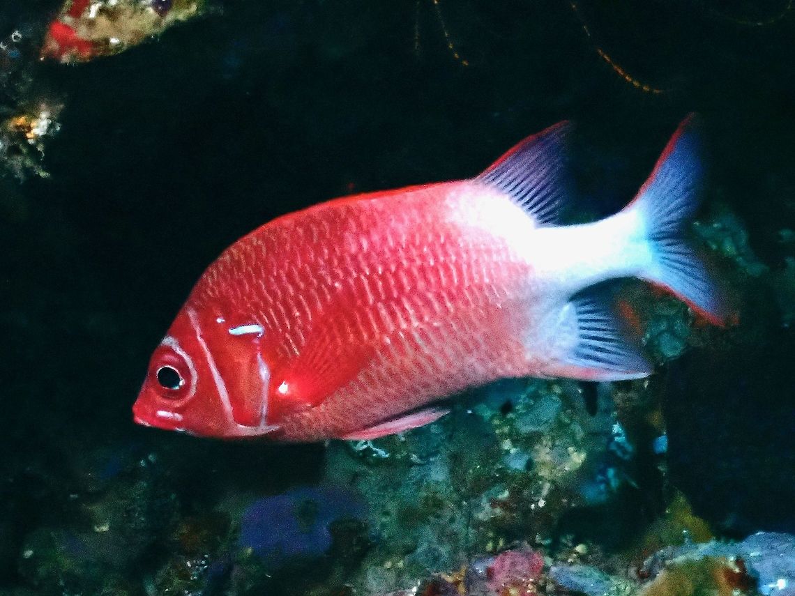 Tailspot Squirrelfish - Sargocentron caudimaculatum  Fish,Indonesia,Komodo,Sargocentron caudimaculatum,Silverspot Squirrelfish,Squirrelfish,Tailspot Squirrelfish