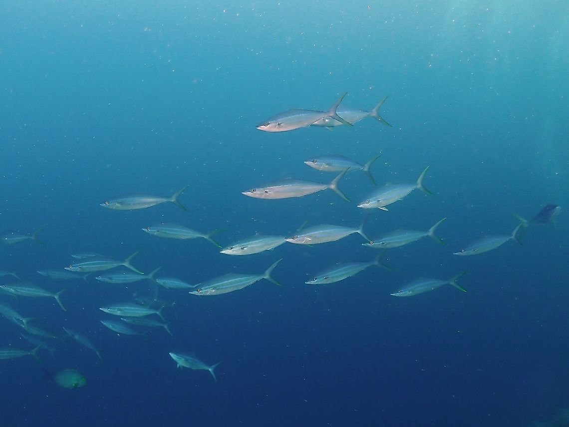 Rainbow Runner - Elagatis bipinnulata  Elagatis bipinnulata,Fish,Indonesia,Komodo,Rainbow Runner