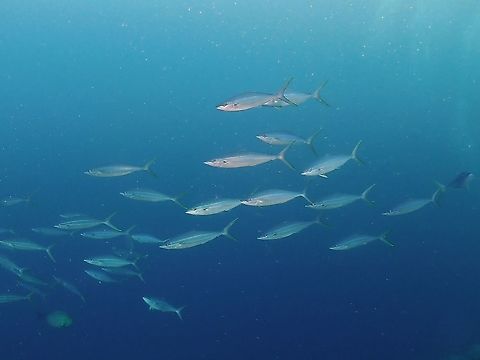 Rainbow Runner - Elagatis bipinnulata  Elagatis bipinnulata,Fish,Indonesia,Komodo,Rainbow Runner