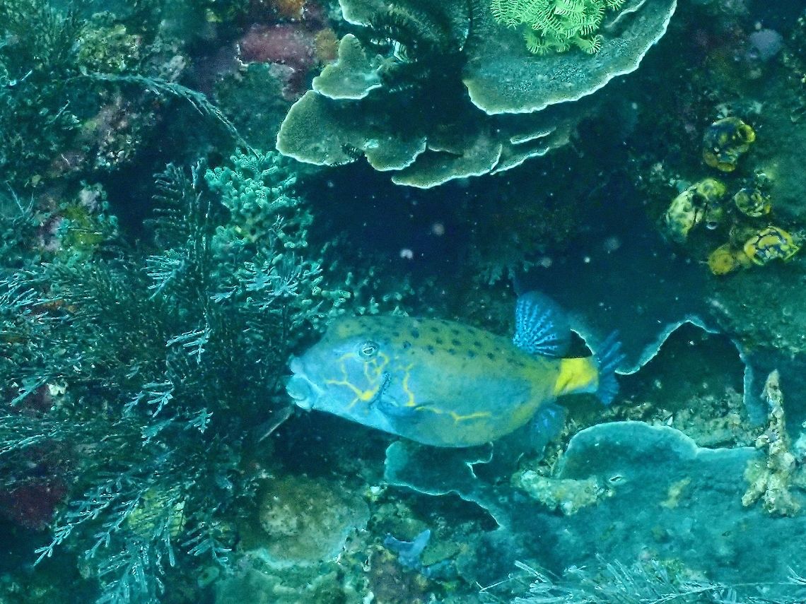 Adult Yellow Boxfish  Boxfish,Fish,Indonesia,Komodo,Ostracion cubicus,Yellow Boxfish