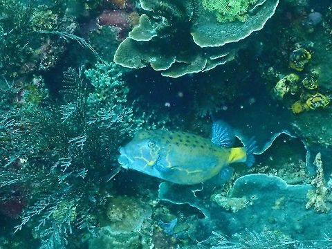 Adult Yellow Boxfish  Boxfish,Fish,Indonesia,Komodo,Ostracion cubicus,Yellow Boxfish