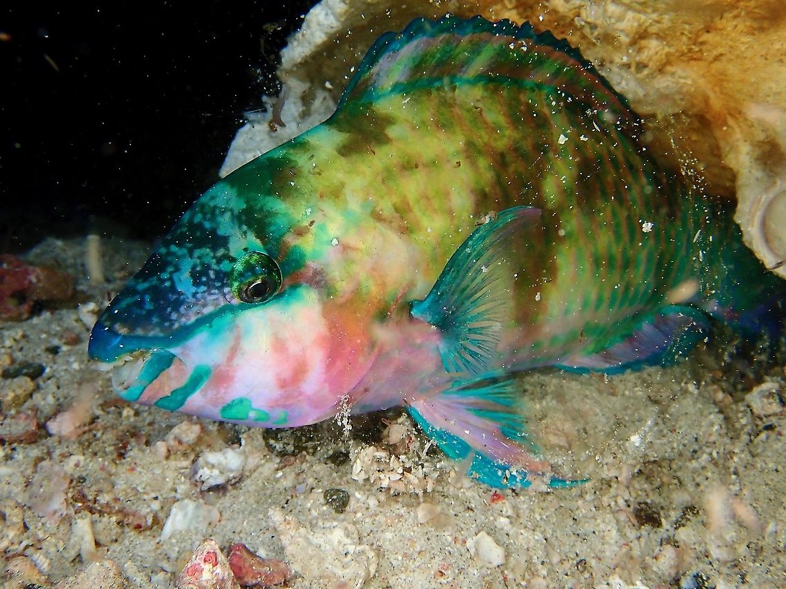 Sleeping Parrot Parrotfishes &#039;created&#039; a bubble to protect them when they sleeps at night. Fish,Indonesia,Komodo,Palenose Parrotfish,Parrotfish,Scarus psittacus