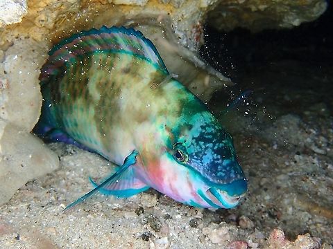 Palenose Parrotfish - Scarus psittacus  Fish,Indonesia,Komodo,Palenose Parrotfish,Parrotfish,Scarus psittacus