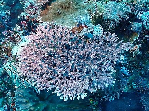 Staghorn Corals - Acropora sp  Acropora,Corals,Hard Corals,Indonesia,Komodo,Staghorn Corals,Stony Corals