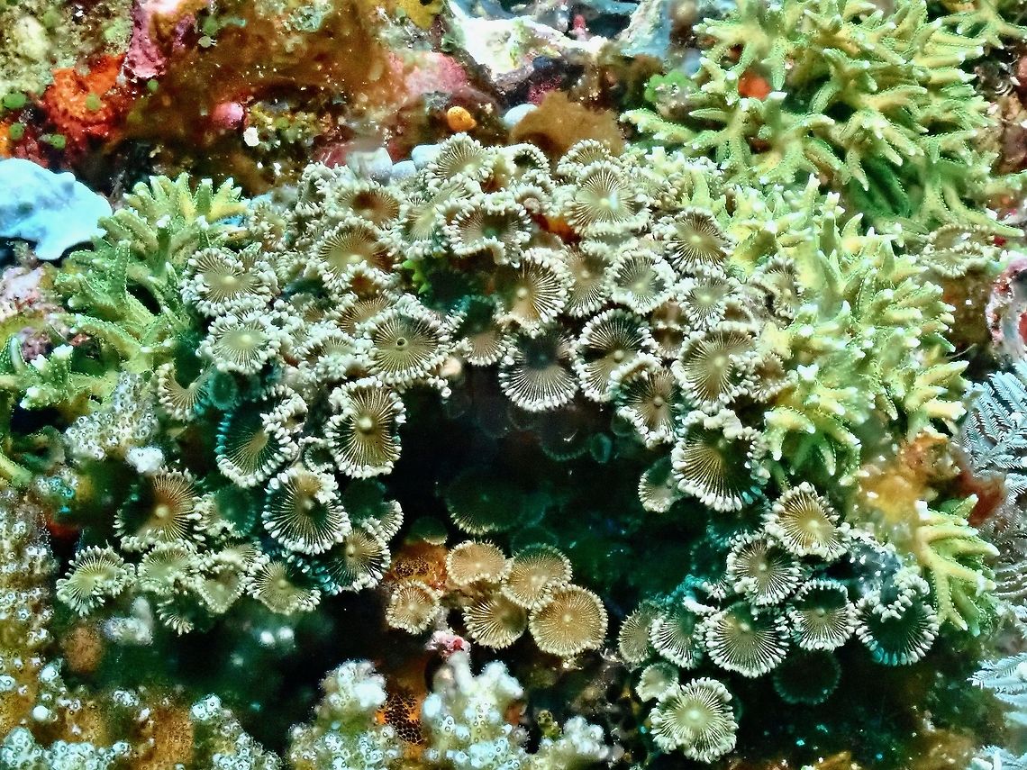 Sunray Zoanthid - Palythoa heliodiscus The polyps of Palythoa are partially embedded in an encrusting mat of tissue (coenenchyme) covering the substrate on which the colony grows. The individual polyps have flattened oral discs surrounded by a fringe of tentacles. The tentacles' shape and size can vary considerably between species, and even between colonies of the same species. Their colors are also highly variable, with relatively dull shades like cream, coffee, white, brown, or yellow, being the most common.  Corals,Indonesia,Komodo,Palythoa heliodiscus,Soft Corals,Sunray Zoanthid