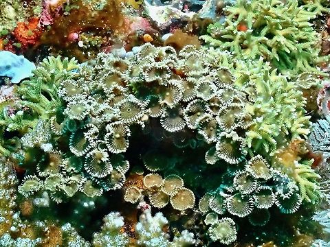 Sunray Zoanthid - Palythoa heliodiscus The polyps of Palythoa are partially embedded in an encrusting mat of tissue (coenenchyme) covering the substrate on which the colony grows. The individual polyps have flattened oral discs surrounded by a fringe of tentacles. The tentacles' shape and size can vary considerably between species, and even between colonies of the same species. Their colors are also highly variable, with relatively dull shades like cream, coffee, white, brown, or yellow, being the most common.  Corals,Indonesia,Komodo,Palythoa heliodiscus,Soft Corals,Sunray Zoanthid