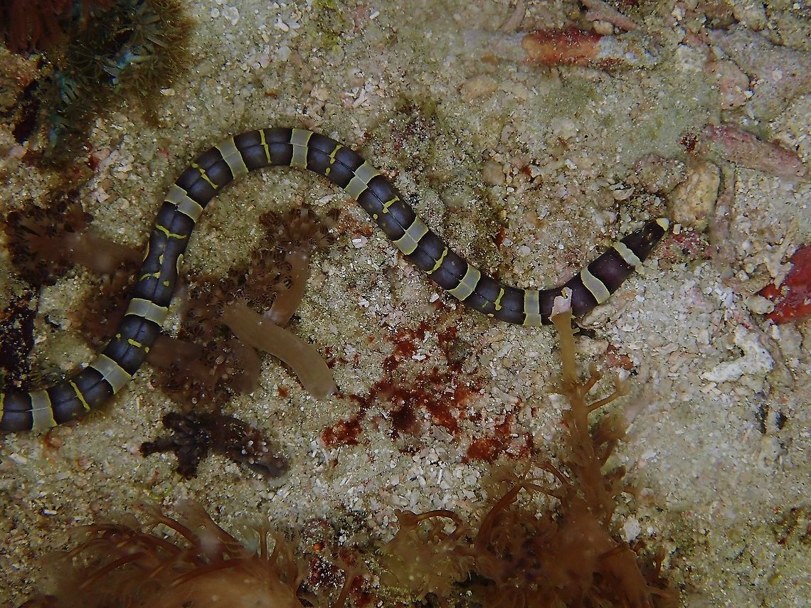 Banded Snake Eel - Leiuranus semicinctus White with brown to black (usually encircling) bars occasionally with black spots between; overhanging snout, small pectoral fins.<br />
<br />
The picture shows a juvenile with bands of yellow. Banded Snake Eel,Fish,Indonesia,Komodo,Leiuranus semicinctus,Saddled Snake-Eel