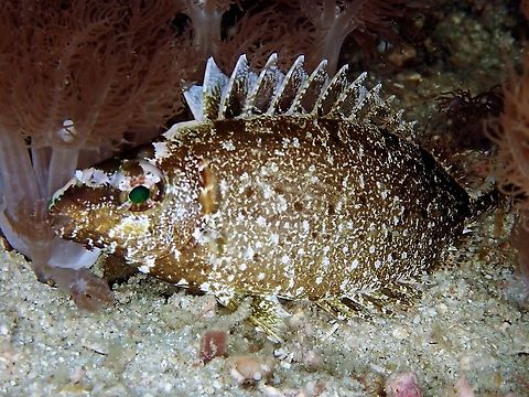 Rabbitfish - Siganus sp. This Rabbitfish was seen at night time.  Sometimes, their colours changes when they sleep at night. Fish,Indonesia,Komodo,Rabbitfish,Siganus,Siganus sp
