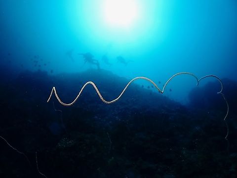 Wire Corals - Cirrhipathes sp.  Cirrhipathes,Cirrhipathes sp,Corals,Indonesia,Komodo,Wire Corals